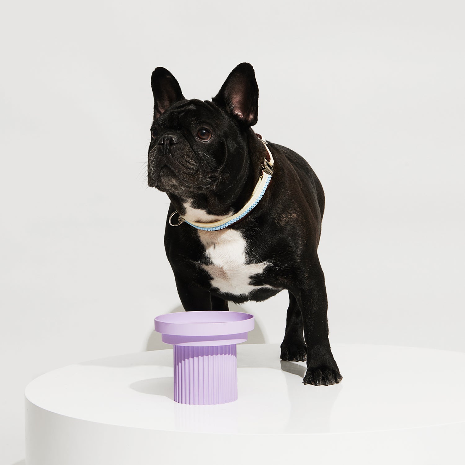 Pet Food Bowl - Teeth Party Bowl Ultra Violet