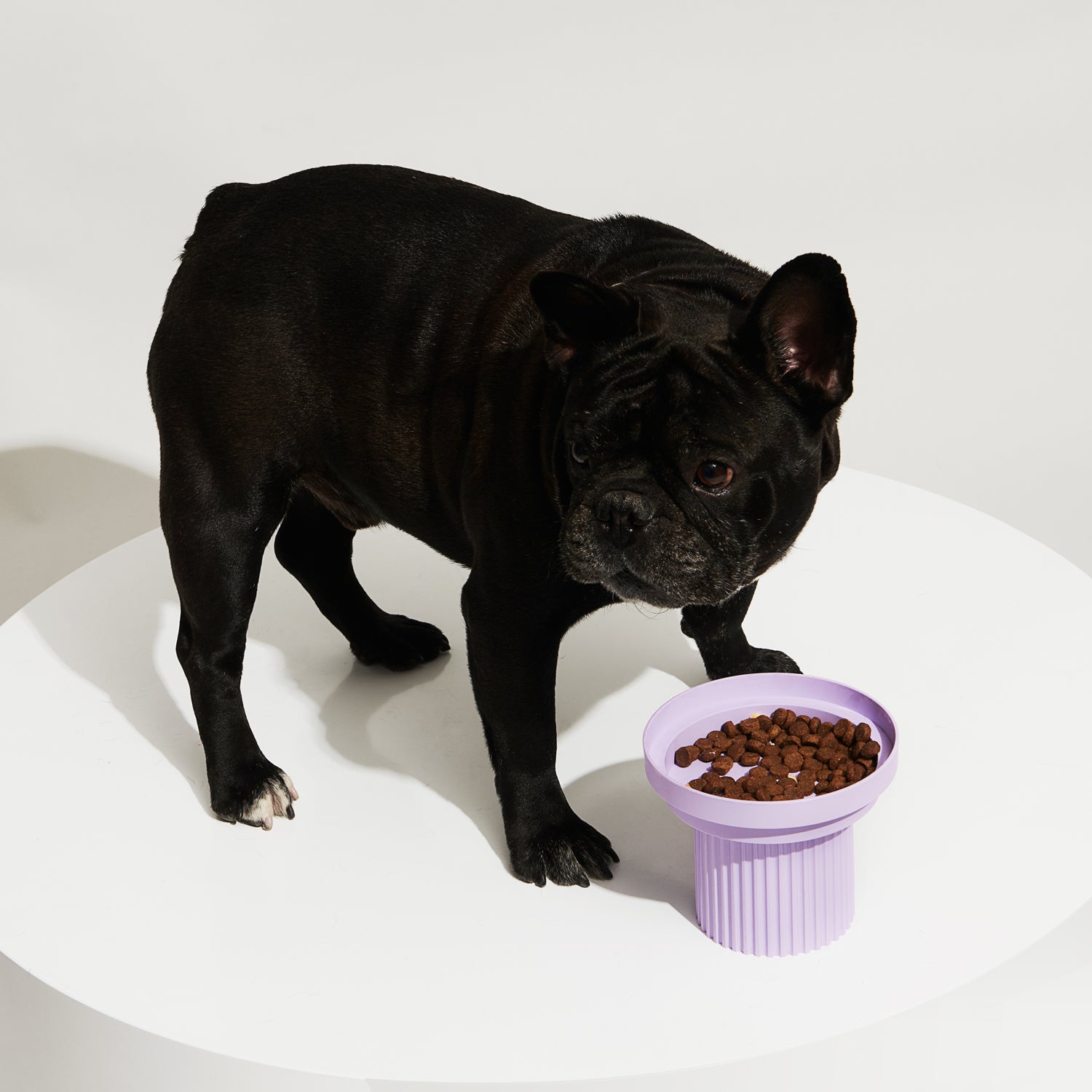 Pet Food Bowl - Teeth Party Bowl Ultra Violet