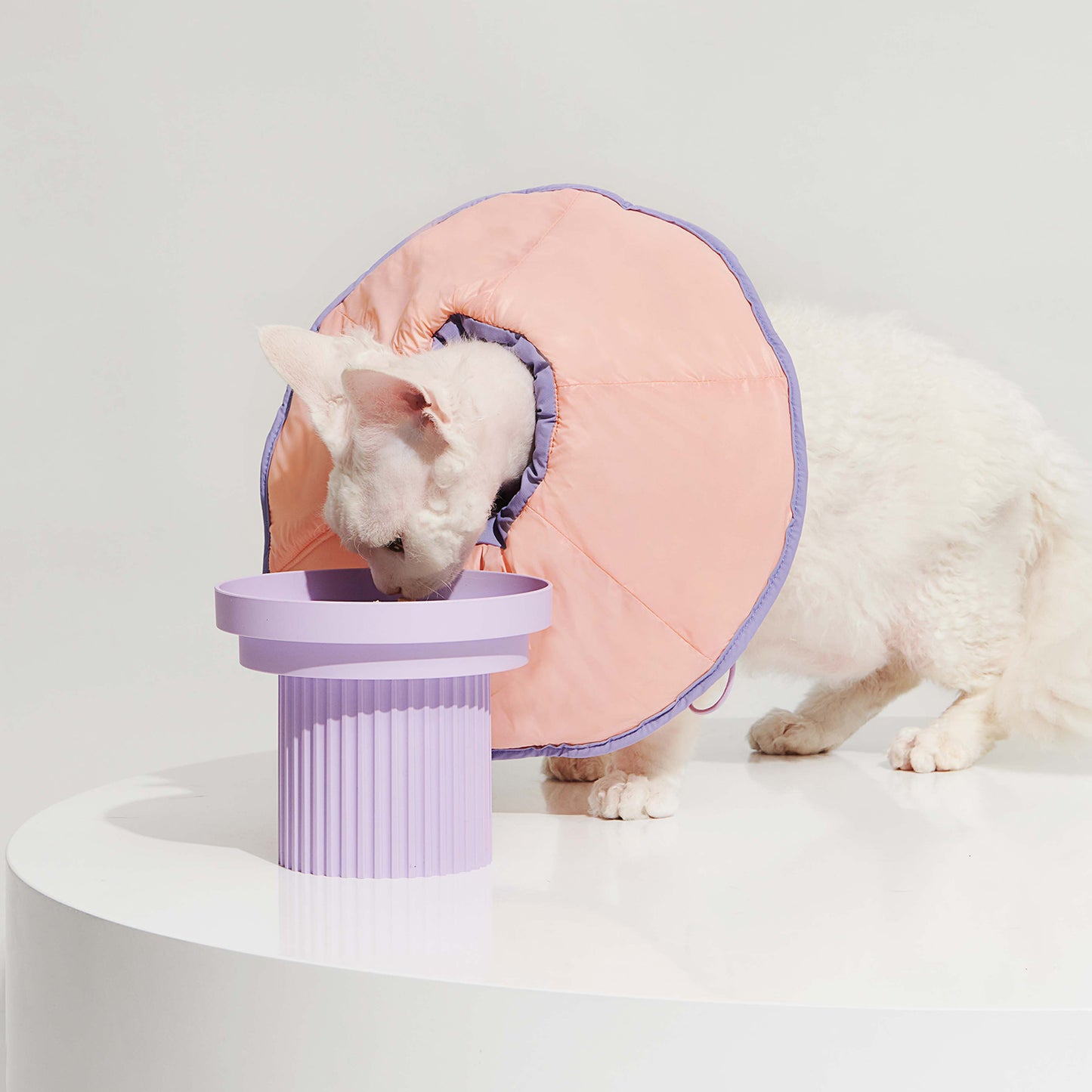 R³ Elizabethan Collar