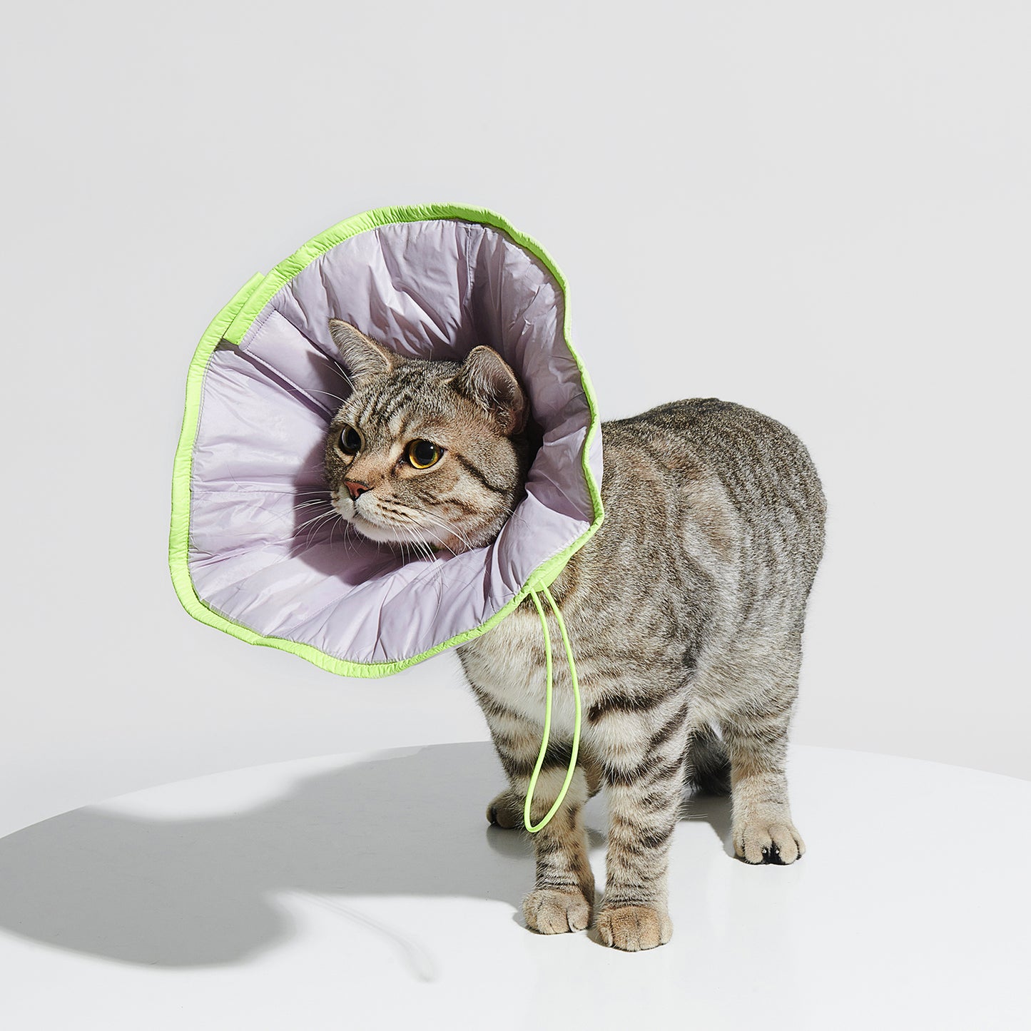 R³ Elizabethan Collar