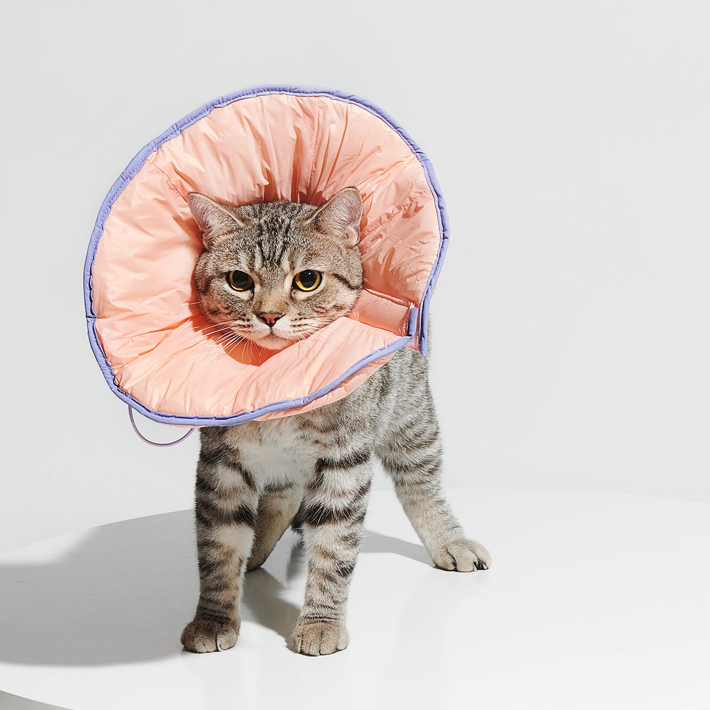R³ Elizabethan Collar