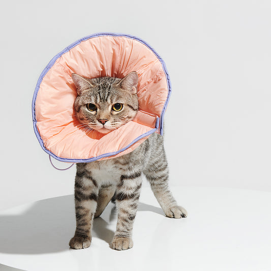 R³ Elizabethan Collar