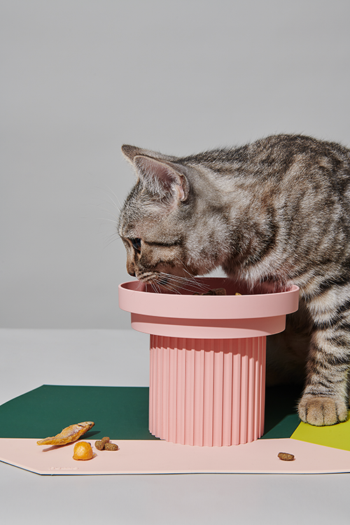 Why An Elevated Pet Bowl Is a Must Have