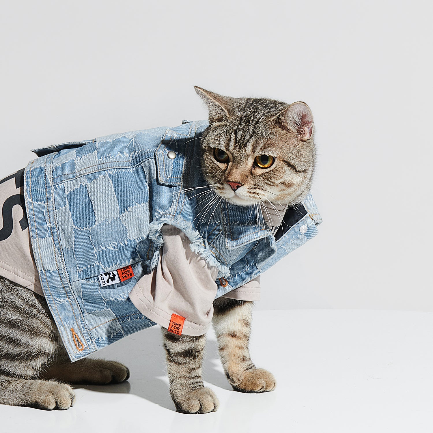 Cat in denim jacket hotsell